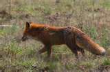 Fuchs