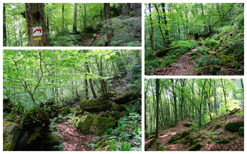 collage1