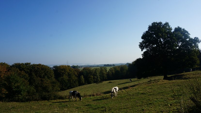 DSC00454